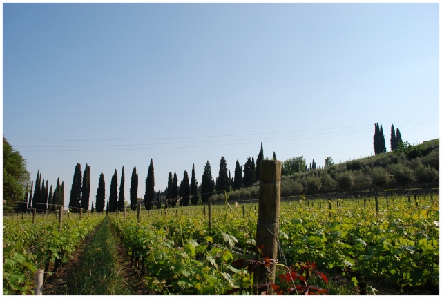 Viñedos de Trentino Alto Adigio 