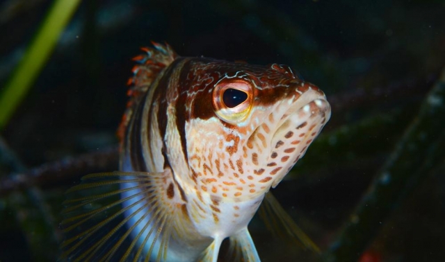  Perca 