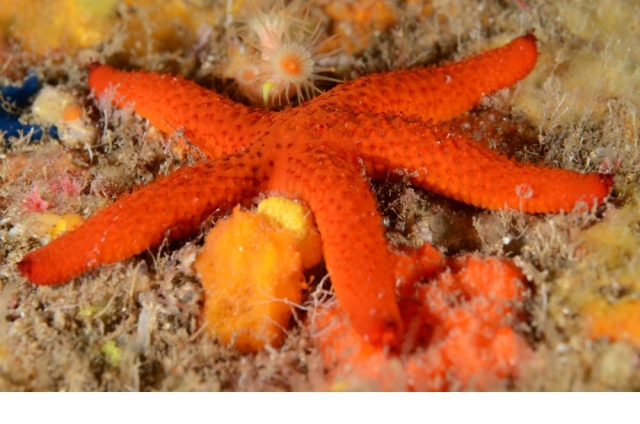  Estrella 