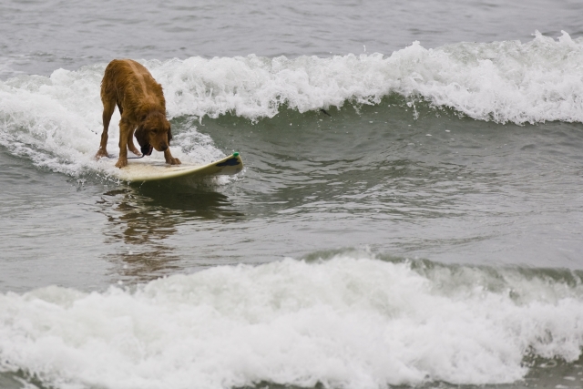 Amigos surfistas 