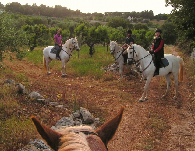 Nuestros fabulosos caballos blancos 