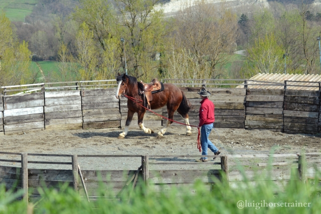  adiestramiento para caballos 