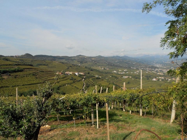  Los viñedos 