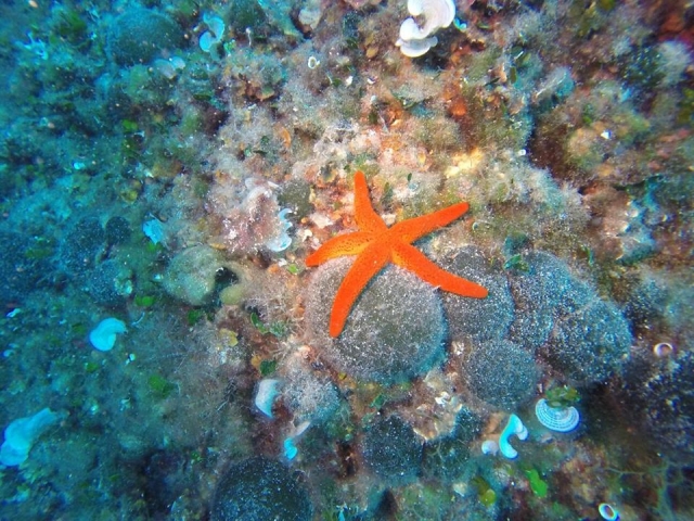  Estrella de mar