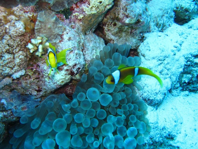  En las profundidades de sharm el sheikh 