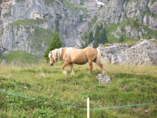  caballos en la malga 