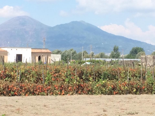  Un huerto de la ruta