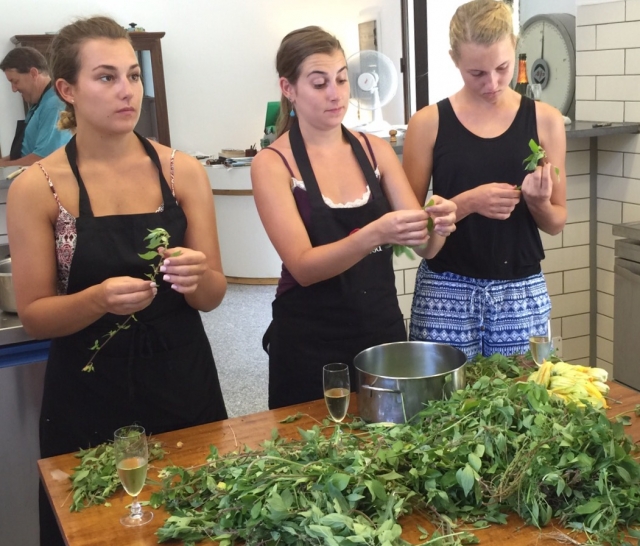  Selección de hierbas 