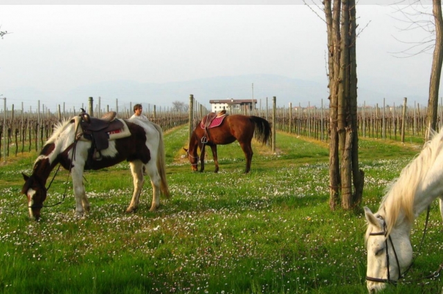  caballos en el pasto 