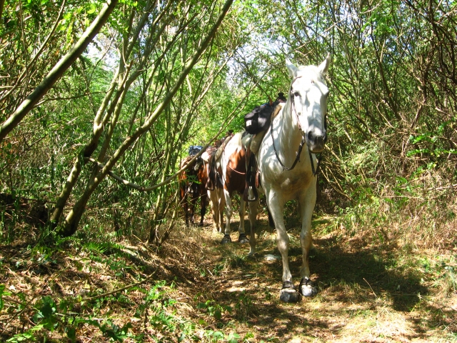 Paseo a caballo 
