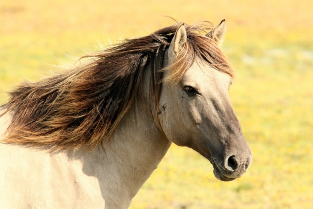  Un caballo maravilloso 