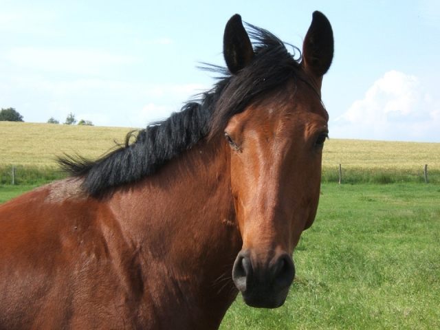  Otro caballo maravilloso 