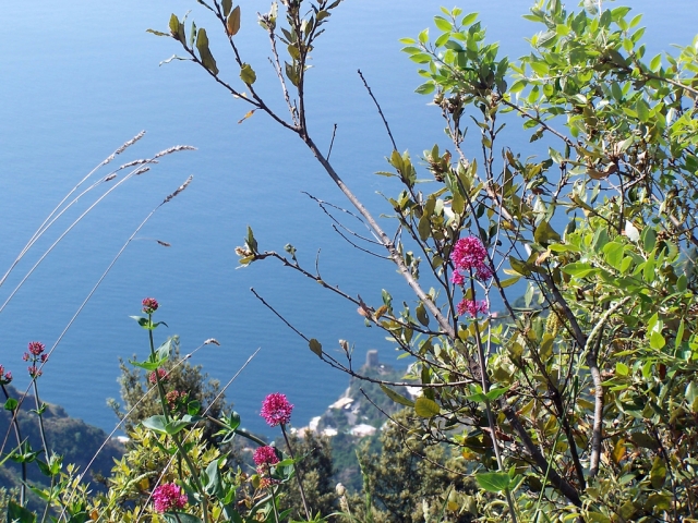  Vistazo entre las flores 