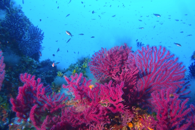  Las maravillas de la naturaleza submarina 