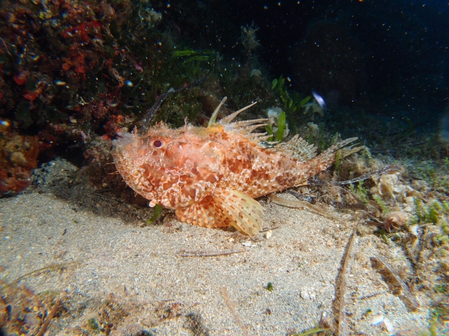  Un maravilloso habitanle del mar