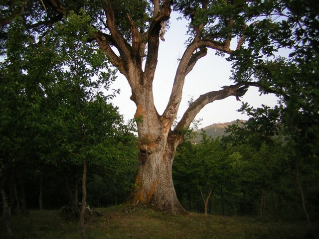  Secular Oak 