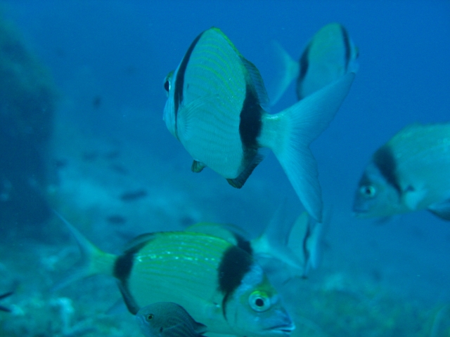  Las especies marinas más coloridas 