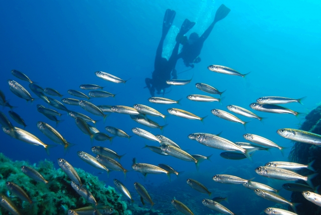  La fauna de el mar mediterráneo