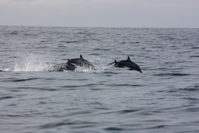 Delfines en grupo 