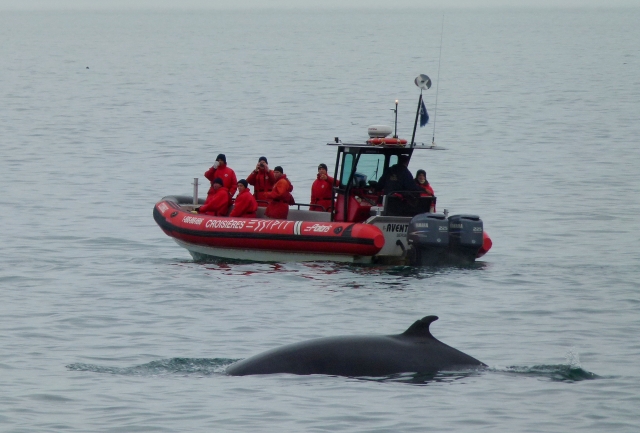  Avistamiento de ballenas con botes de goma 