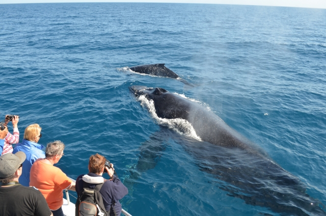  Avistamiento de ballenas 