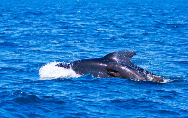  Mamá e hijo nadando 