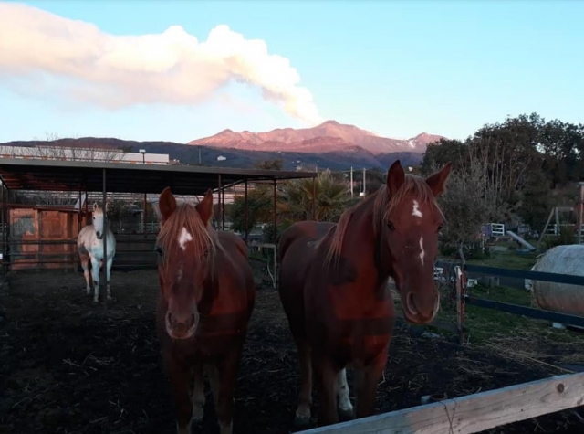  caballos en establos 