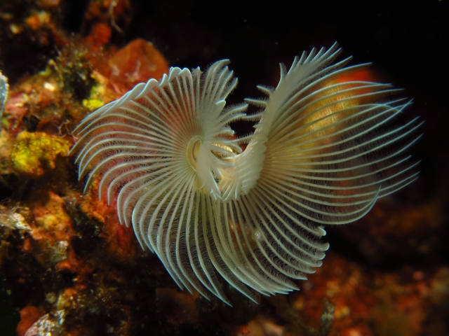  Animales del fondo marino