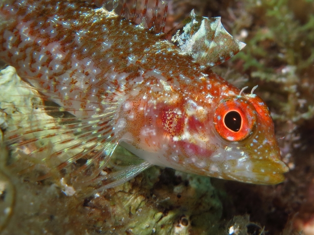  Peces moteados 