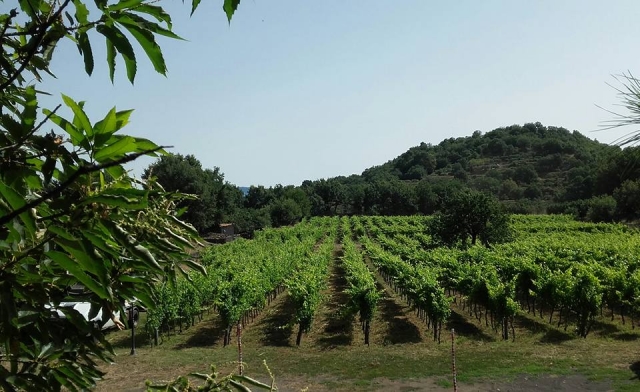 Tostadas para usted! 