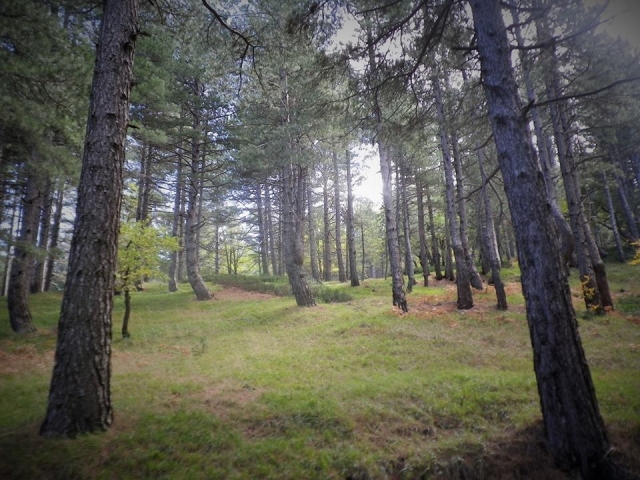  en plena naturalidad 