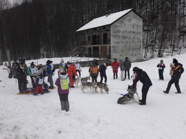  Perros de nieve 