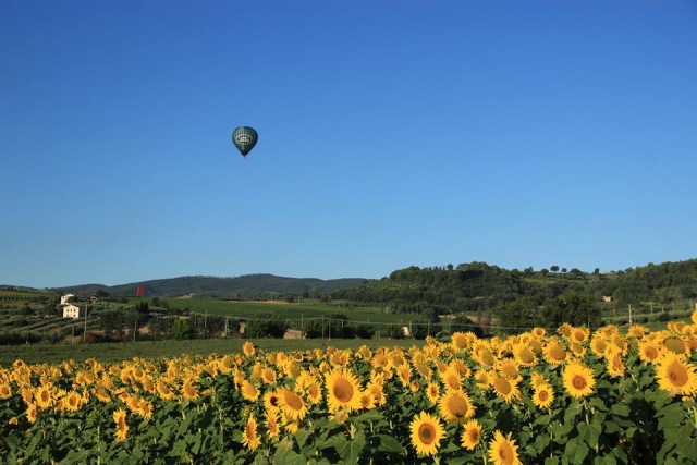  Sobrevolando los girasoles 