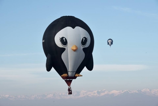  Pingüino 