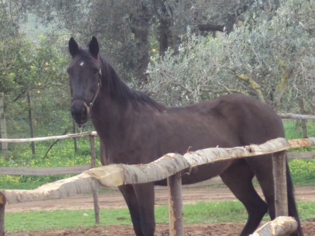  En la escuela de equitación 