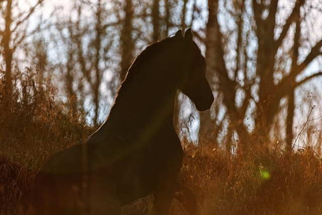  Caballo y naturaleza 