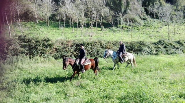  Caballos 