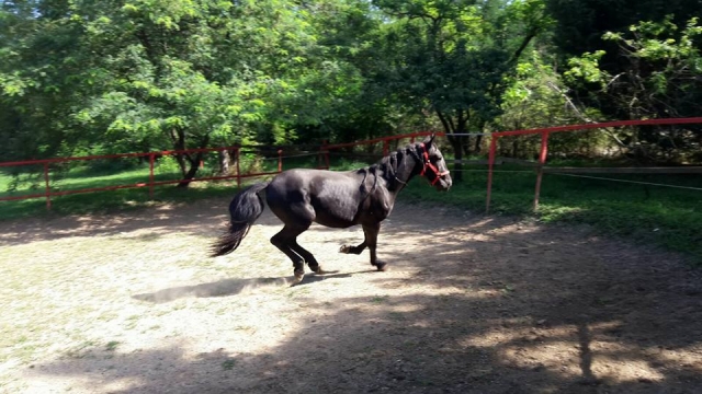  Caballo 
