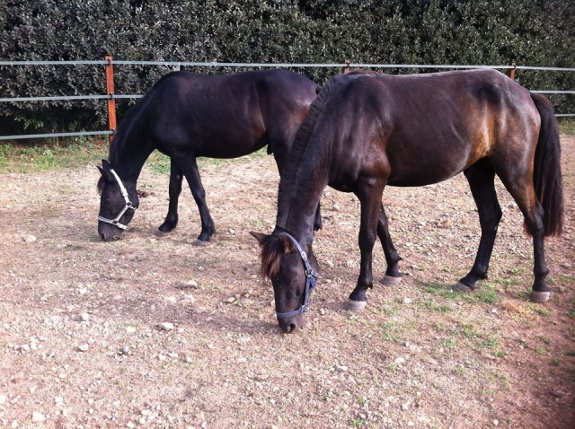  Nuestros caballos en paddok 