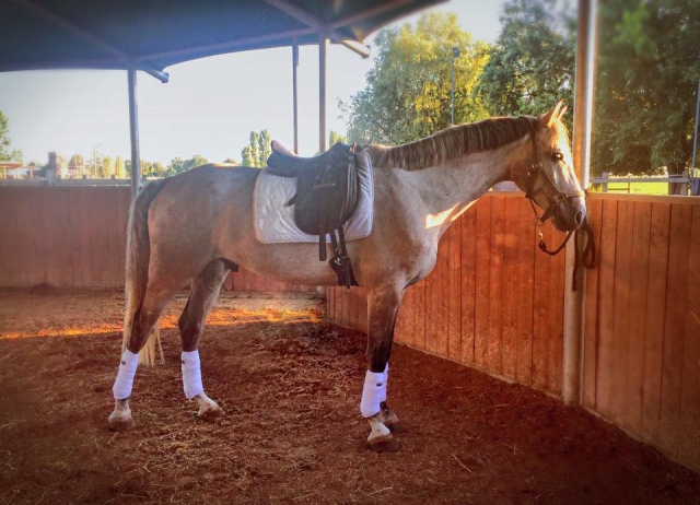  Uno de los caballos maravillosos