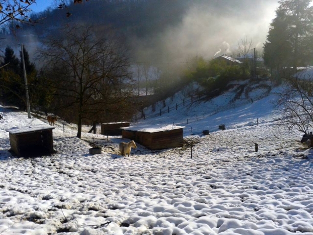  Caballos en la nieve 