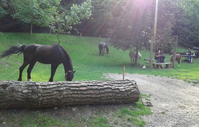  En medio de caballos 