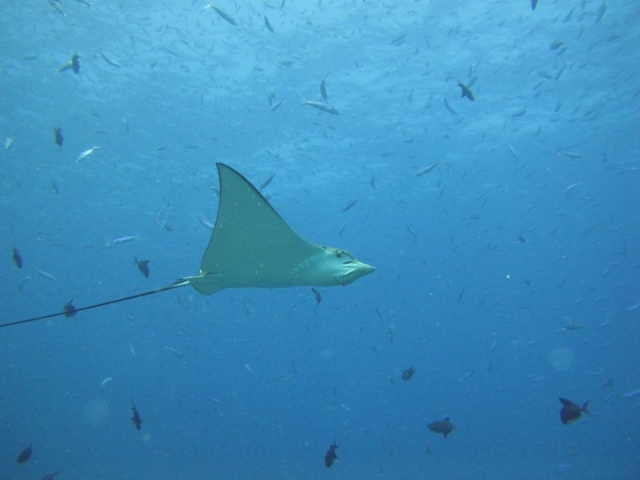  La maravillosa fauna marina 