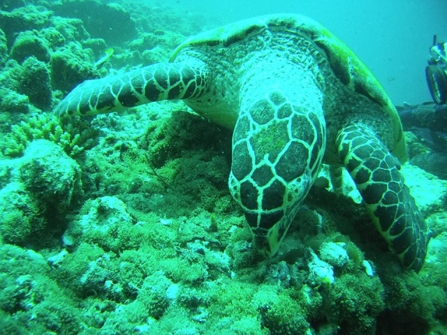  tortuga en el fondo marino