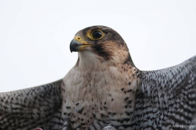  Un impresionanle raptor 