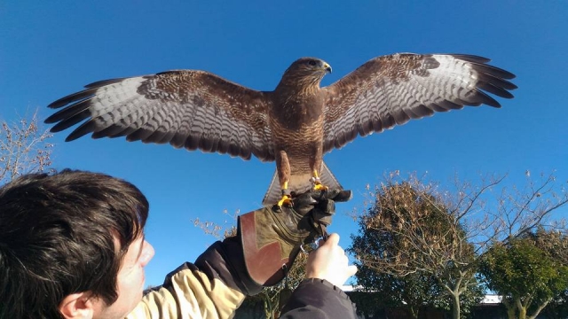  Una de nuestras aves rapaces 