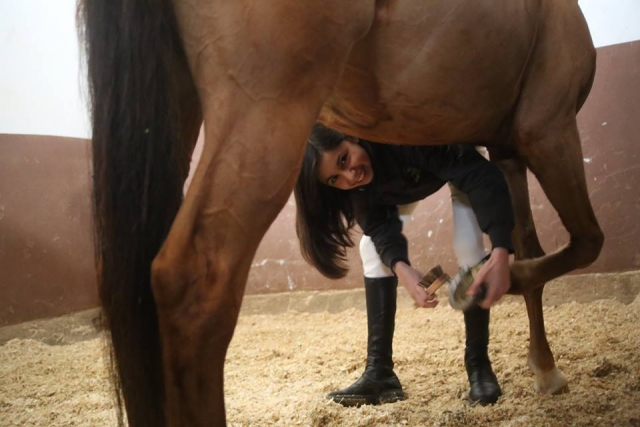  Cuidado del caballo 