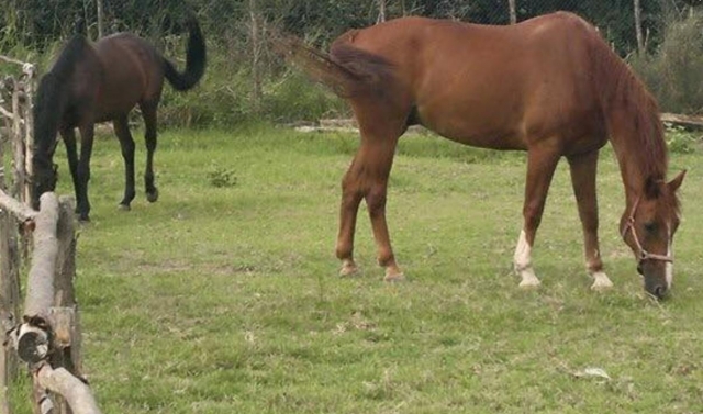 caballos pastando 