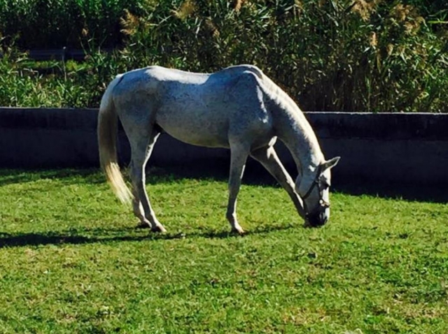 nuestro caballo 