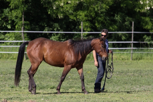  El gran cuale de hombre 